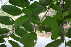 Glochidion tirupathiense